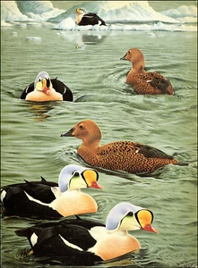 Placa impresa vintage 1986 King Eider Duck of North America nadando por hielo - Imagen 1 de 3