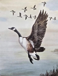 Impresión artística de revista vintage Canada Goose Lake Landing Joseph Maniscalco 1959 - Imagen 1 de 4