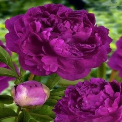 (10) SEMILLAS DE PEONÍAS raras flores exóticas hogar flor jardín VENDEDOR DE EE. UU. CON SEGUIMIENTO Foto 1 de 4