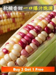 15x waxy Multicolour Sweet Corn seeds 花糯玉米黏玉米种子15粒 经多次对比最适合英国气候的中国糯玉米品种 易成熟结果耐低温 - Picture 1 of 4