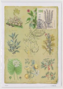 Switzerland Maxi 2018, Medical Plants, Auricula muris, Mint - Picture 1 of 1