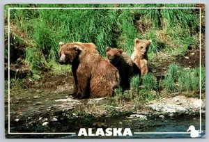 Alaska Brown Bear Cubs River Fishing Scenic Postcard Arctic Circle Enterprises - Picture 1 of 2