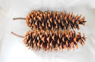 Lote de 2 conos gigantes de pino de azúcar dorado 17" Foto 1 de 4