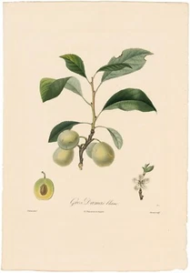 Grabado antiguo Poiteau Pomologie Francaise 1846 81 Prunier gros Damas blanco - Imagen 1 de 2