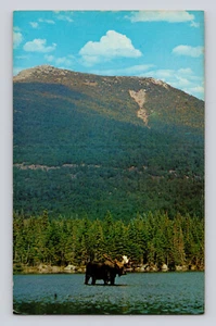 Postcard Maine Baxter Park ME Bull Moose Turner Mountain 1970s Unposted Chrome - Picture 1 of 2