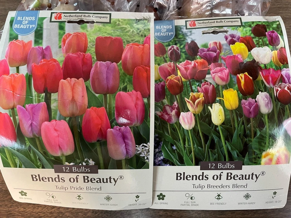 LOT 24 Tulip Bulbs Blends of Beauty Breeders Pride Darwin Hybrid Pink Red Yellow - Image 1 of 1