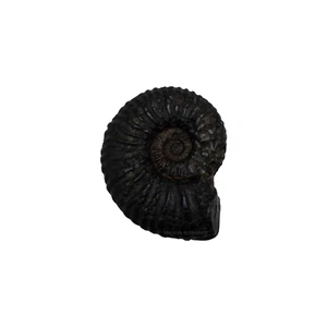 Sacred Sudarshan Shankh Shaligram - IV - Foto 1 di 2