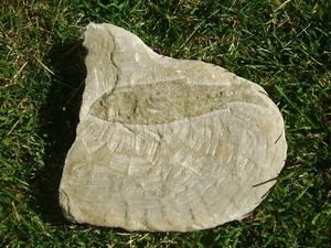 - Fossili - PESCE (8c) brasile - Picture 1 of 3