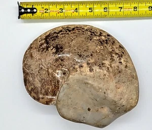 Ammonite Fossil, large about 8", 4 pounds 6 ounces. Polished Mollusk Specimen - Picture 1 of 5