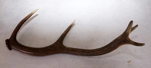 Schöne 10ender Rothirschstange  Red Stag Antler - Bild 1 von 3