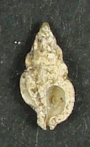 MUREX PRODUCTA 9.21mm BEAUTIFUL SPECIMEN Pearl City Docks, Honolulu, Oahu, HI - Picture 1 of 2