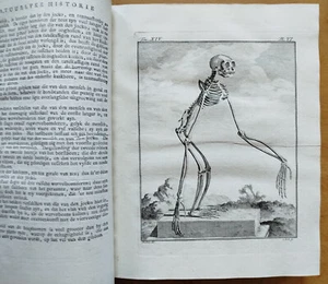 Buffon Natural History Monkey Large Edition 59 Teller - 1783 - Bild 1 von 12