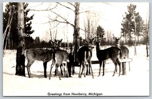 Postcard RPPC Winter Scene Deer Greetings From Newberry, MI I8 - Picture 1 of 2
