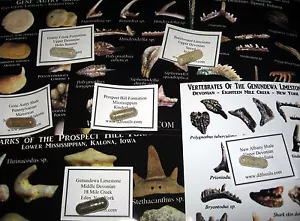 Devonian to Pennsylvanian conodonts microfossil matrix collection 6 conodont - Picture 1 of 5