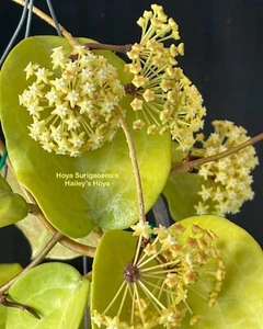HOYA SURIGAOENSIS IN 4.5”POT / EXACT PLANT / WELL ROOTED / SHIP IN NURSERY POT - Picture 1 of 4