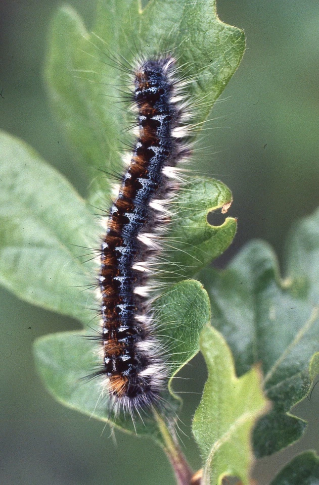 35 MM Color Slides Pro Photo Insect Caterpillar on Leaf Close up 1993 #16 - Image 1 of 1
