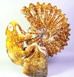 Ammonite naturale 4,19 libbre! Esemplare di cristallo fossile di camaleonte e ammonite intagliato - Foto 1 di 19