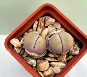 Lithops steineckeana C388 MG1730.02 sin imágenes-semillas 10 piezas - Imagen 1 de 1