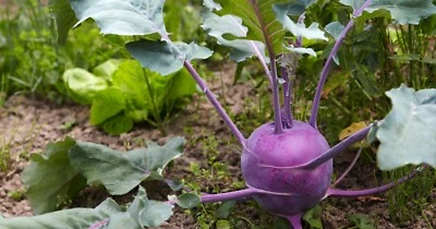 SEMISAUVAGE PERMACULTURE 300 Graines de Chou Rave Delicatess Violet - légume ancien - semences paysannes