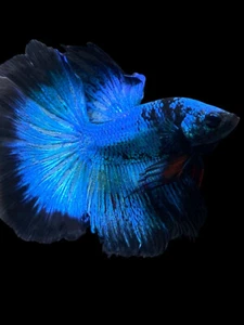 Live Betta Fish Male Halfmoon Blue Black USA SELLER M883 - Picture 1 of 5
