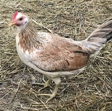 4+ Blue Grey X Gamefowl Hatching Eggs Lonnie Harper Mule Train Blue Traveler X