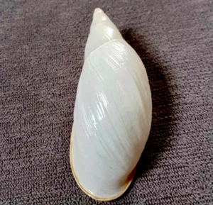 Placostylus miltocheilus 65mm f+++/GEM BIG SIZE selten heute zu sehen Landsnail" - Bild 1 von 8