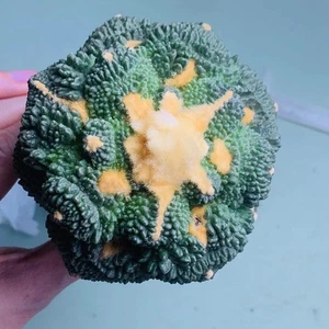 Sale Rare Plant SucculentLive Ariocarpus Fis 'Godzilla' WYSIWYG Boutique - Picture 1 of 6