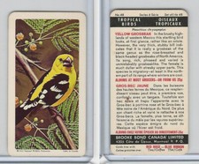 FC34-8 Brooke Bond, Tropical Birds, 1964, #48 Yellow Grosbeak (Black Back)