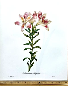 Redoute Flowers #2 PELEGRINA LILY Botanical Art Book Plate SUPERB CONDITION L@@K - Picture 1 of 1