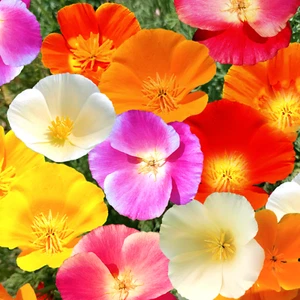 7 Colors Mix California Poppy Seeds | Rainbow Mixed All Formula Flower Seed 2025 - Picture 1 of 12