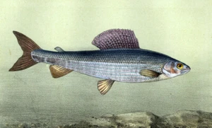 Estampe gravure lithographie illustration de poisson L'OMBRE COMMUN de 1868 - Imagen 1 de 2