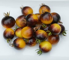 PRIMARY COLORS - 10 Tomato Seeds
