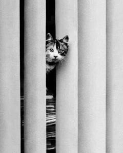 Chat Curieux Curious Cat Edward Golbin Cat Art Print Poster 15.75x19.75 - Picture 1 of 1
