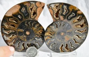 Large Black Ammonite PAIR Deep Crystals 110myo Dino age FOSSIL 88mm 3.5" 9492xx - Picture 1 of 6