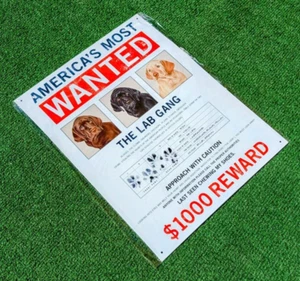 Lustiges Metallschild 12,5 x 16 Zoll: AMERICAS MOST WANTED LAB - zuletzt gesehene Kauschuhe Neu in Verpackung - Bild 1 von 3