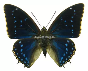Mariposa/Nymphalidae sin montar - Charaxes tiridates tiridatinus, macho, coche - Imagen 1 de 2