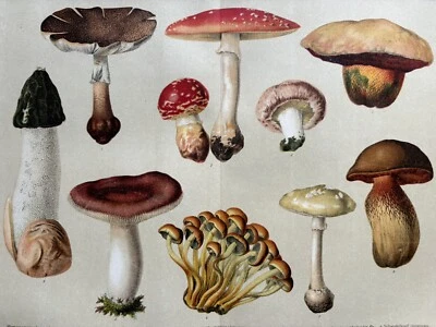 Originalgrafik Flora: giftige Pilze Mushrooms Chromolithographie um 1900 - Bild 1 von 4