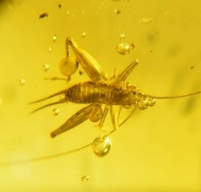 Cricket FOSSIL DOMINICAN Amber Gem Stone Authentic Natural (3.6 G) A1017