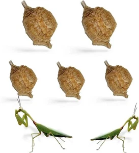 5x T Sinensis Praying Mantis Each Egg Cases Produces Approximately upto 400 Baby - Picture 1 of 7
