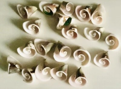 20XKaribisches Meer-Muscheln Hornmuscheln mit gebohrten Seiten für Basteln,Nähen - Bild 1 von 3