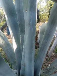 Pianta Di Aloe - Foto 1 di 5