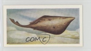 1954 The White Fish Authority The Fish We Eat Skate #11 0e3