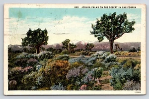 Cartolina Joshua Palms on the Dessert in California 660 - Foto 1 di 2