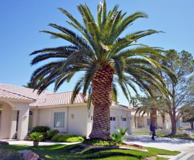 10 CANARY ISLAND DATE PALM Tree Seeds (Phoenix Canariensis) Hardy Fruit Plant - Image 1 of 4