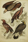Adler Real Golden Eagle - Gravur Original 1800 Ornithologie Hornitology