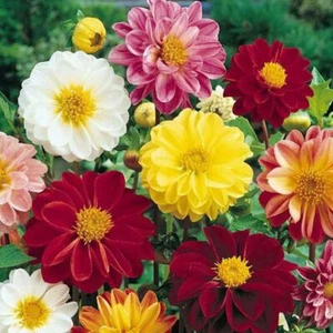 Dahlia Unwins Mixed Seeds Grow Your Own Flowers Borders Simply Garden - Picture 1 of 2
