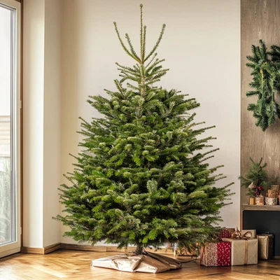 Nordmann Fir Fresh Cut Christmas Tree - Real Live Fresh Seasonal Xmas Tree - Image 1 of 4