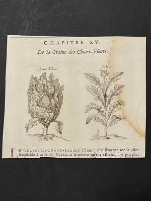 Gravure ancienne Histoire des drogues plantes XVIIIème Chou-fleur & colsa 1735 - Photo 1/4