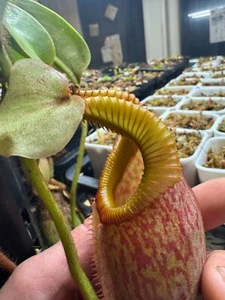 Nepenthes villosa x veitchii (seed grown, large) - Picture 1 of 12