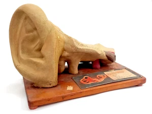 Großes antikes wissenschaftliches anatomisches menschliches 3D pädagogisches Ohrmodell aus den 1920er Jahren schön - Bild 1 von 21